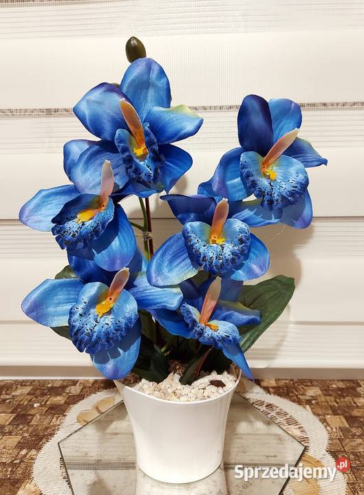 Storczyki Promocja Koszalin sprzedam