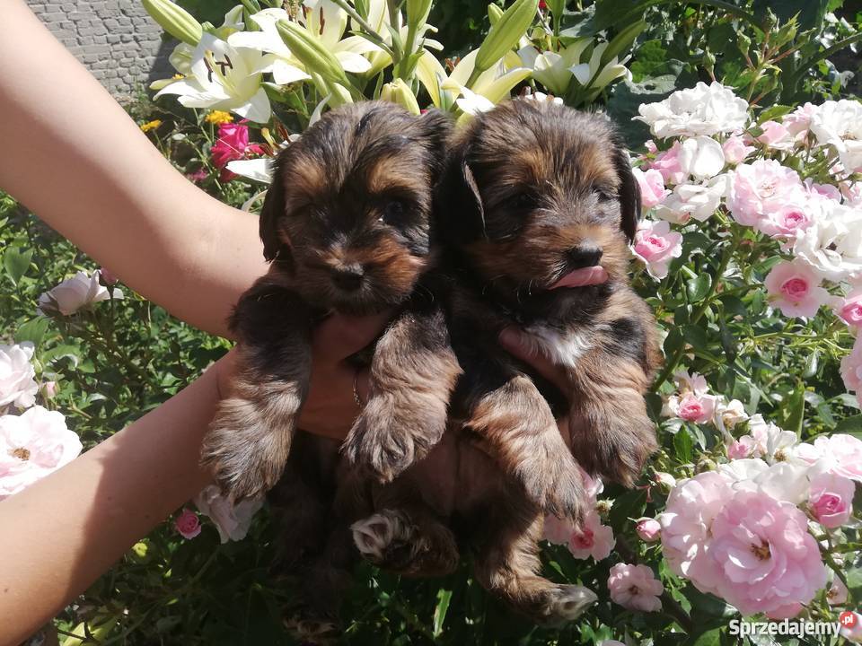 York szczeniaki suczki Psy Radomsko