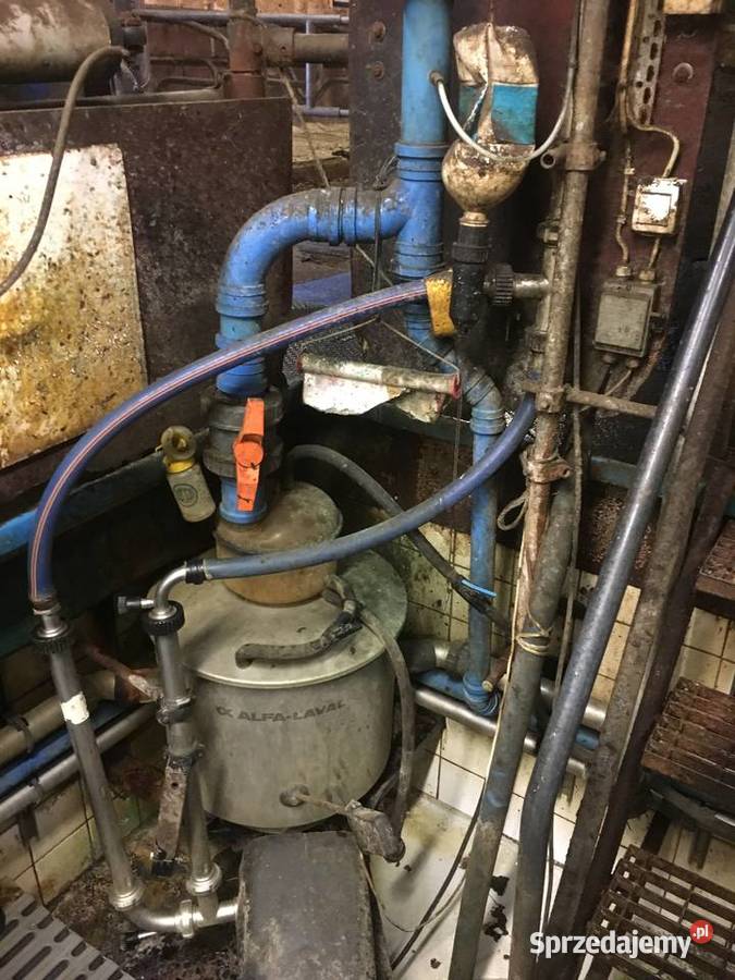 Dojarnia rybia ość 2x9 Bydło mleczne