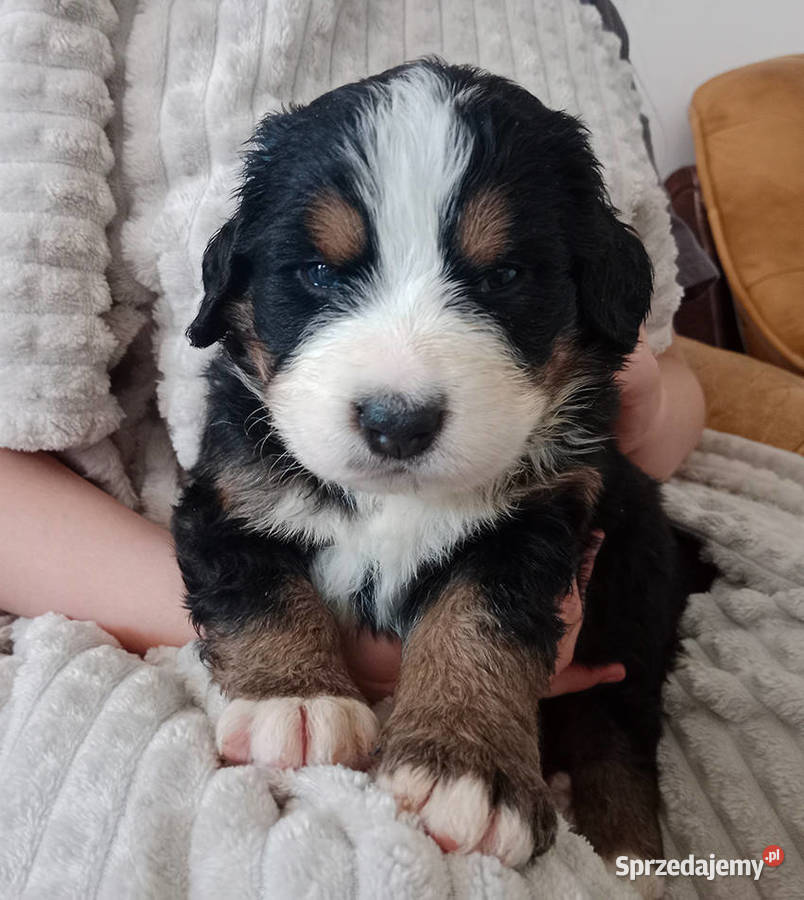 Berneński Pies Pasterski miot z odrobiną magii Gostyń sprzedam