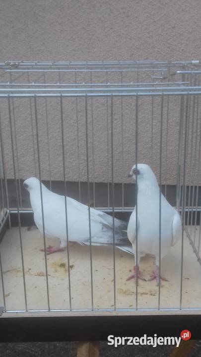 Gołębie rasowe ozdobne WINERKI młode Strzyżów