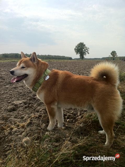 shiba inu szczenięta Psy mazowieckie Marki