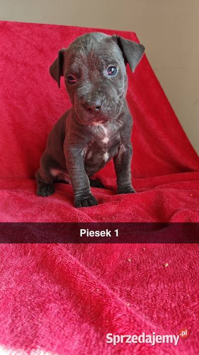 Amstaff Szczeniaki Radomsko