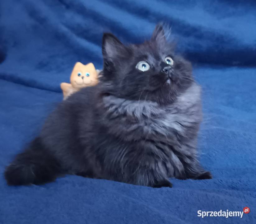 Koty Syberyjskie LUKSUS ZKolakowegoDomu Syberyjski