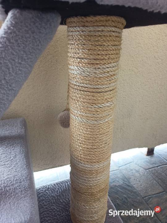 Drapak kota Włocławek