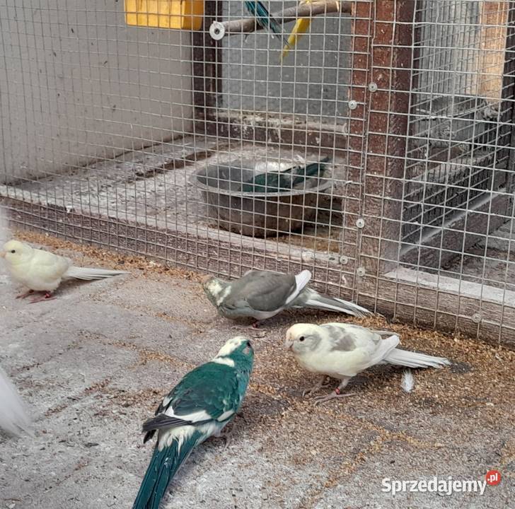Sprzedam papugi modrolotki Ostrów Wielkopolski