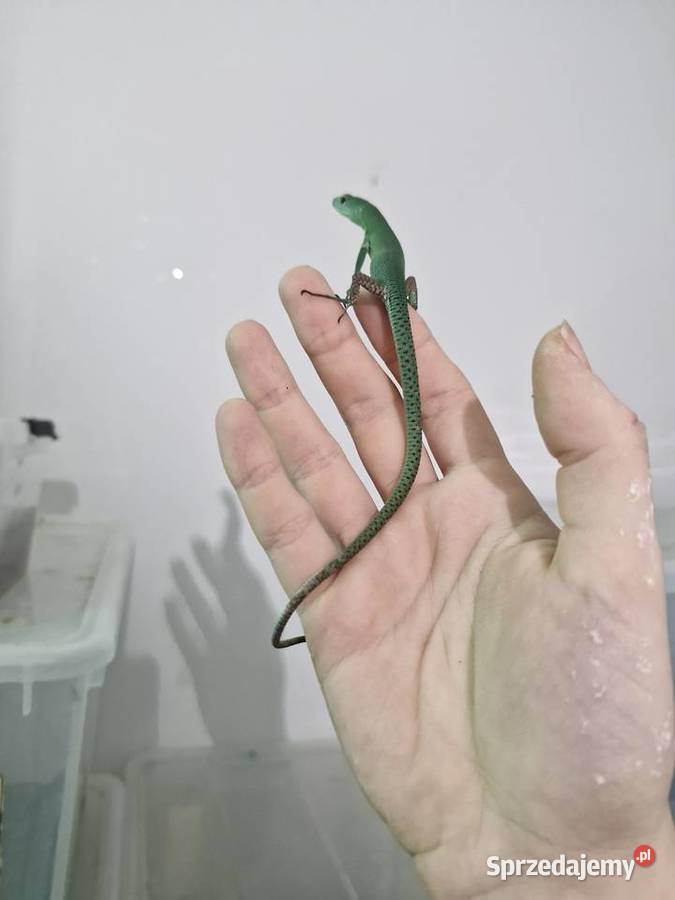 Gastropholis Prasina Zwierzęta Oława