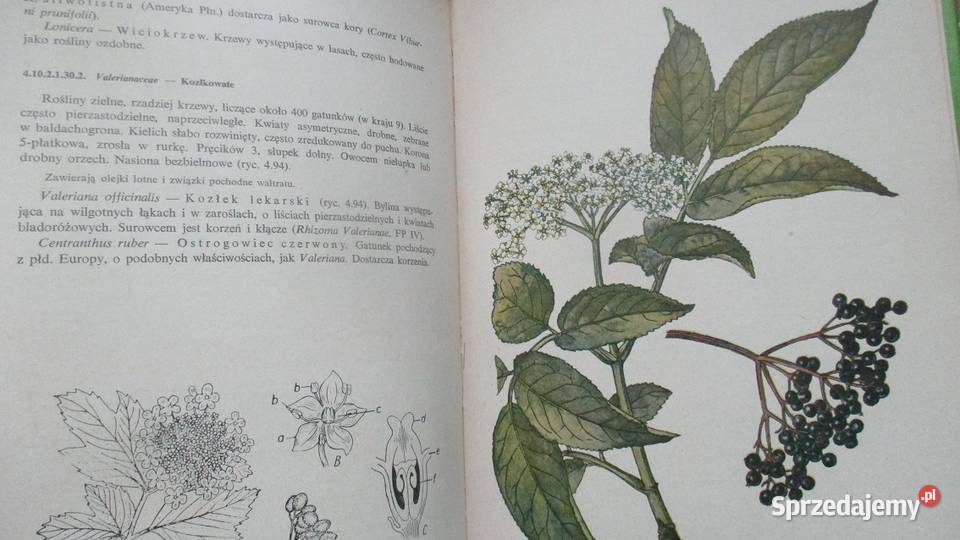 Zarys botaniki farmaceutycznej Broda farmacja Łódź