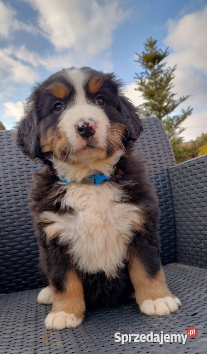 Berneński Pies Pasterski Zwierzęta Łańcut