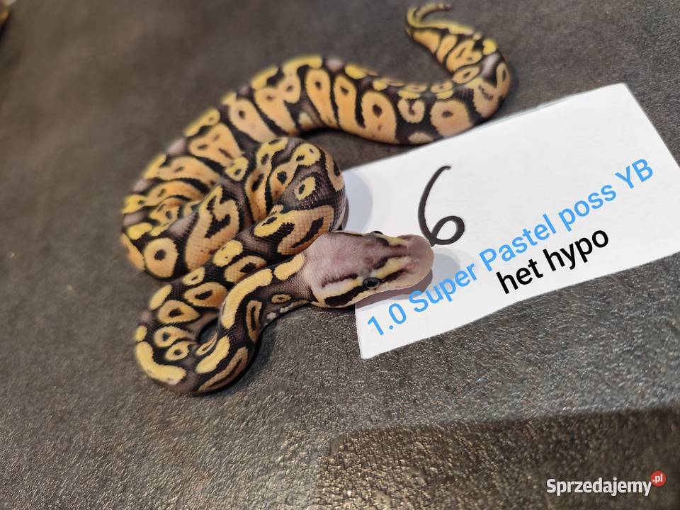 Pytony Królewskie młode i dorosłe Gady i płazy Zwierzęta