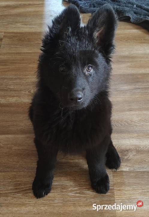 Owczarek Staroniemiecki Opole