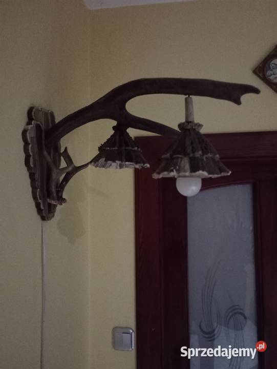 Poroże jelenia Pelagia