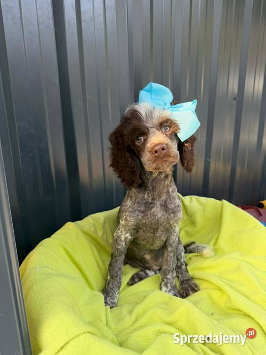 pudel średni suczka warmińsko-mazurskie Ełk