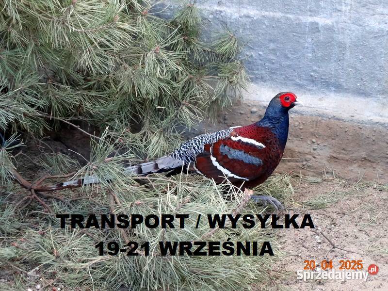 Sprzedam Bażanty Humeo Bażant z 2025 Samce i Ptaki wielkopolskie Gostyń