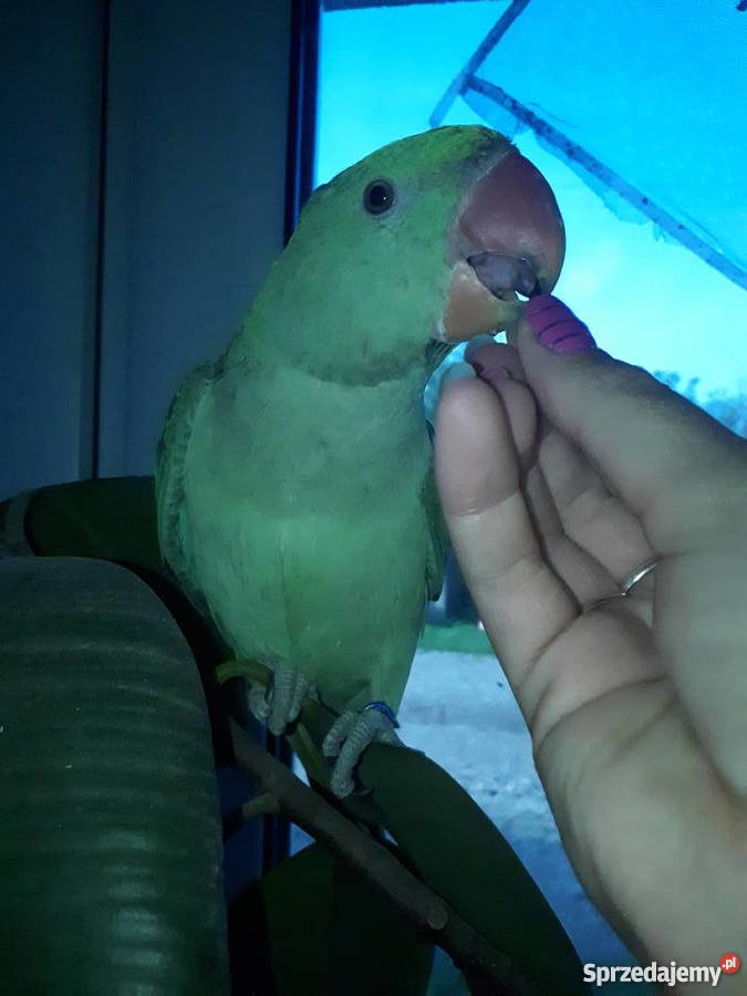 Aleksandretta Wielka Łęczyca