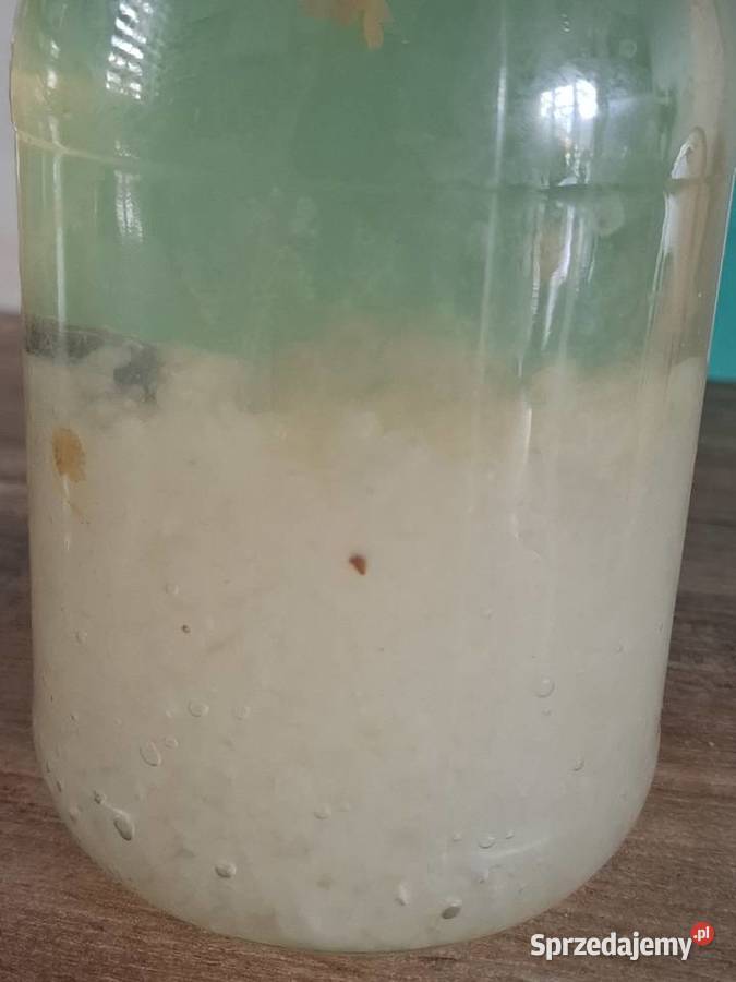 Algi japońskie kefir wodny 30 g Wąbrzeźno