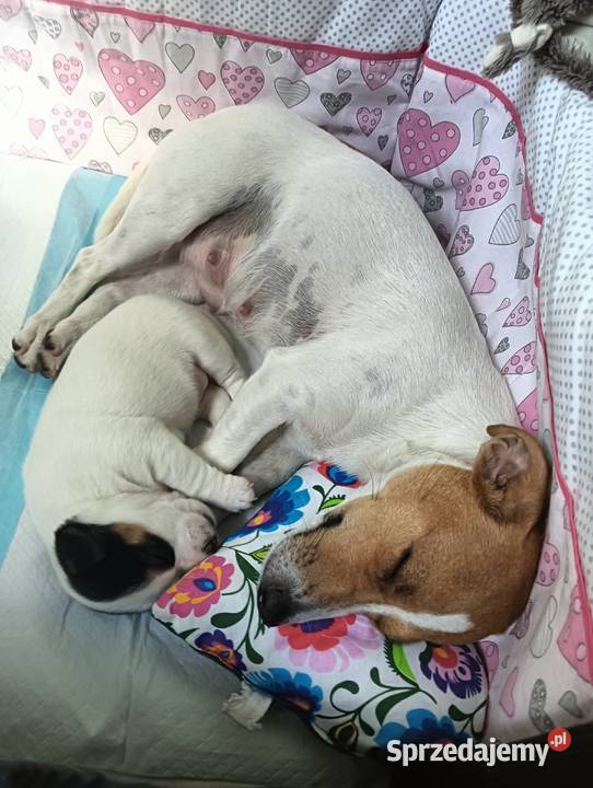 Suczka jack russell terrier Częstochowa