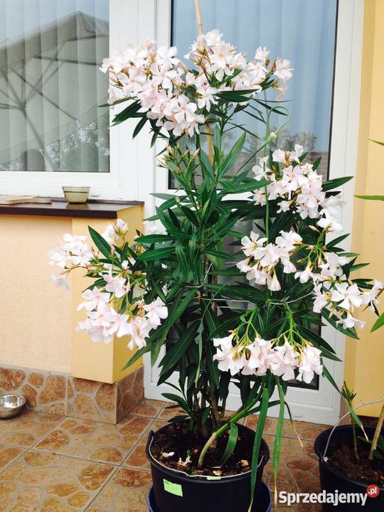 Sadzonki oleander Sadzonki s z kwiatw widoczny Brzeźnica