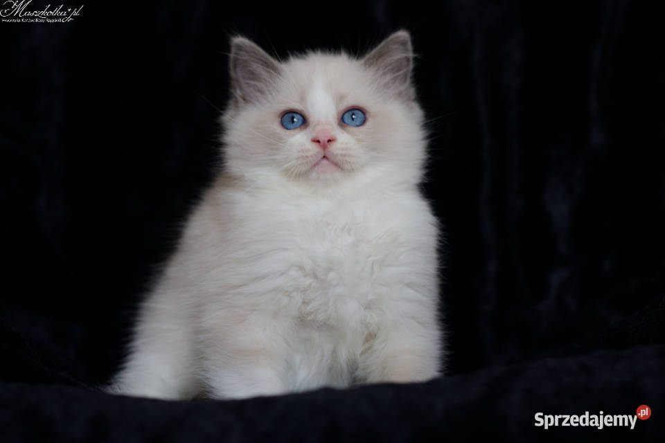 Ragdoll przepiękny kocurek blue bicolor z mazowieckie Stary Łajszczew sprzedam