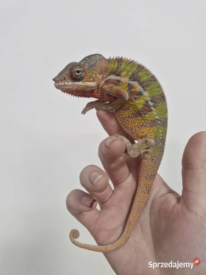 Kameleon Lamparci Ambilobe i Nosy Be samce i dolnośląskie Oława