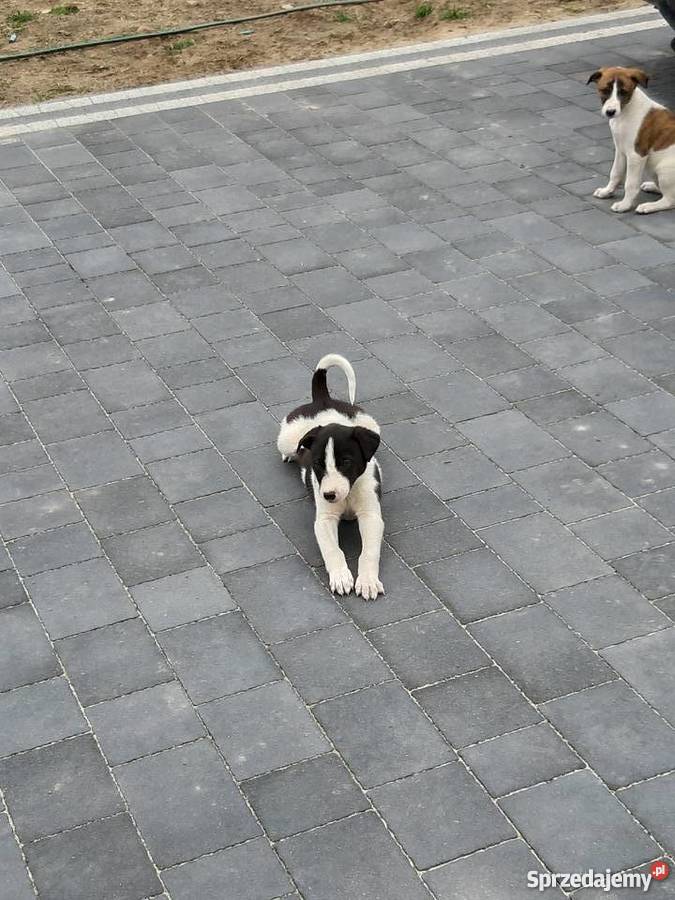 Chart polski śliczne szczenięta Pozostałe Żelechów