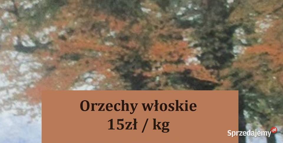 Orzechy włoskie 15 ogróddziałkaorzechy Łódź
