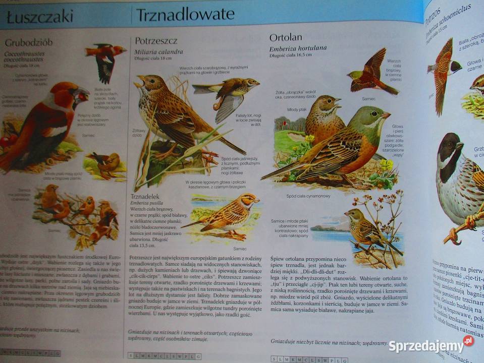 Nasza przyroda rośliny i zwierzęta Europy łódzkie Łódź