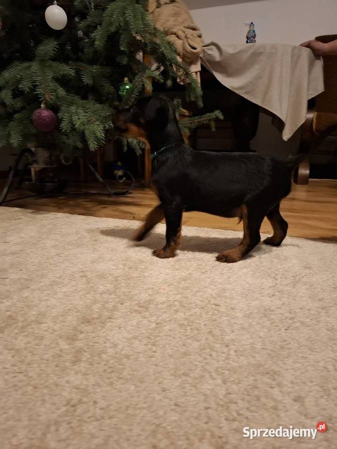 Terier Niemiecki Piesek lubelskie Kosin