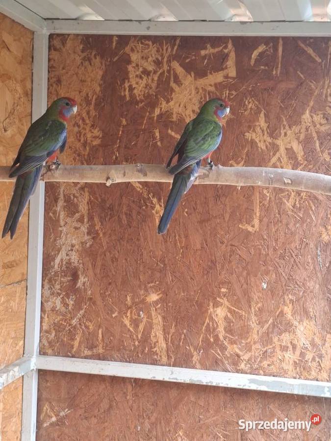 Rozelle królewskie Lubiechowo