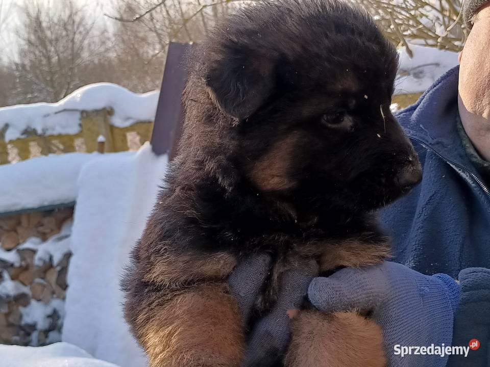 Owczarek niemiecki szczenię pies piesek Lubartów