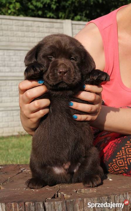 Czekoladowe szczenięta labrador retriever w mazowieckie Warszawa