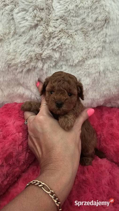 Pudel ToyMiniatura pakiet badań genetycznych Sędziejowice