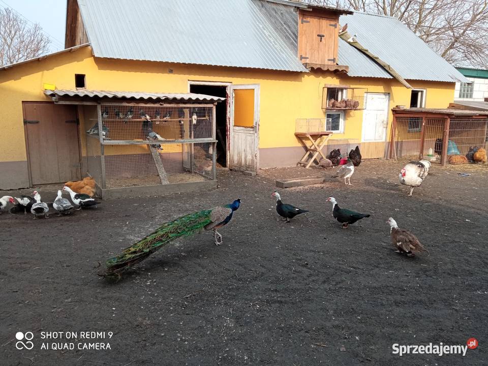 jaja lęgowe pawie indyjskie Zamość sprzedam