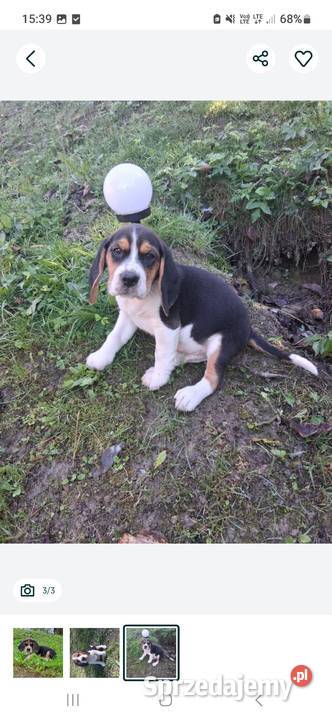 Szczeniaki Beagle tricolor Nowy Sącz sprzedam