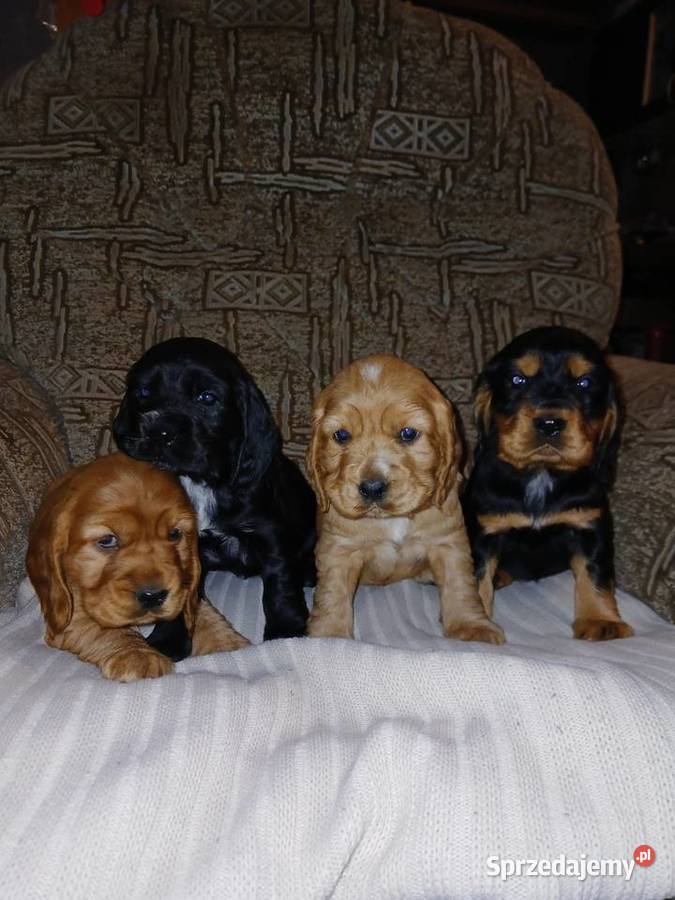 Śliczne Szczenięta Cocker Spaniel Angielski Sieradz sprzedam