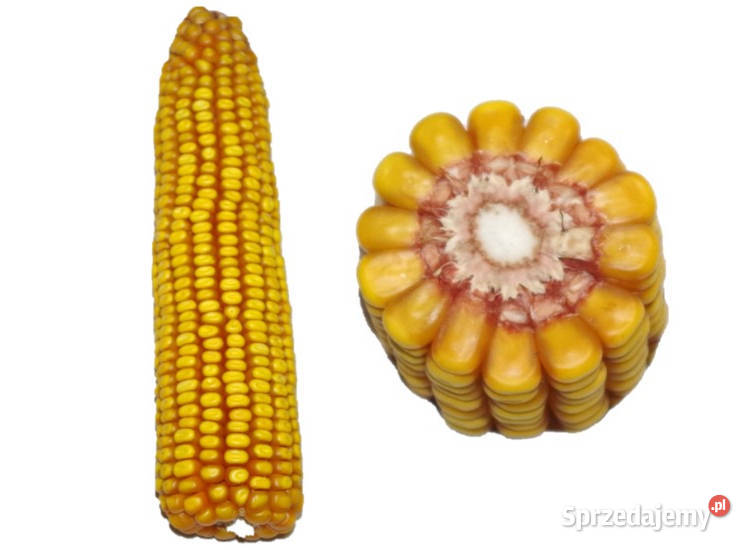 Materiał siewny kukurydza Kadryl FAO 270280 Kalisz