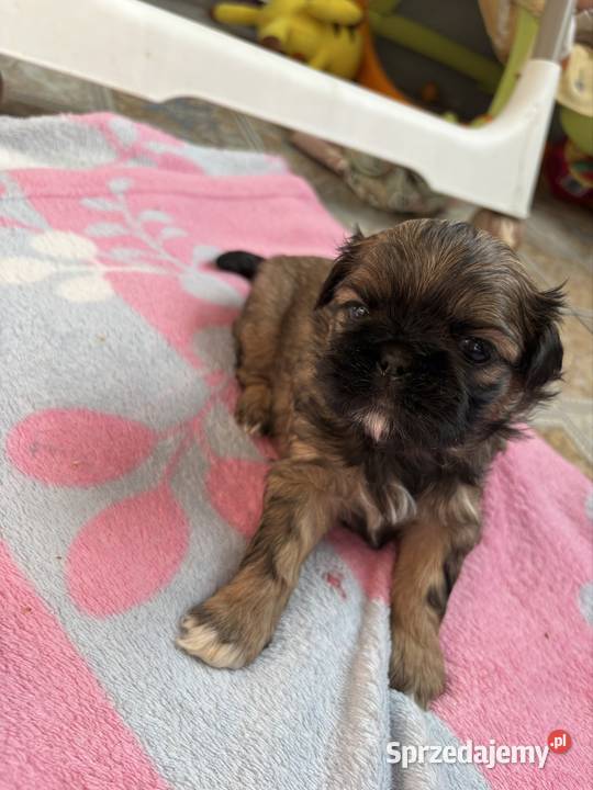 Suczka shih tzu Lekowo