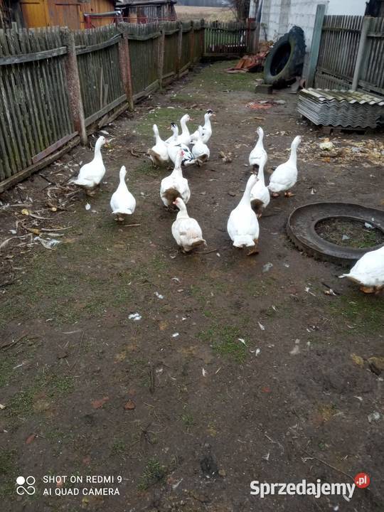 Kaczki Francuskie Dulcza Mała