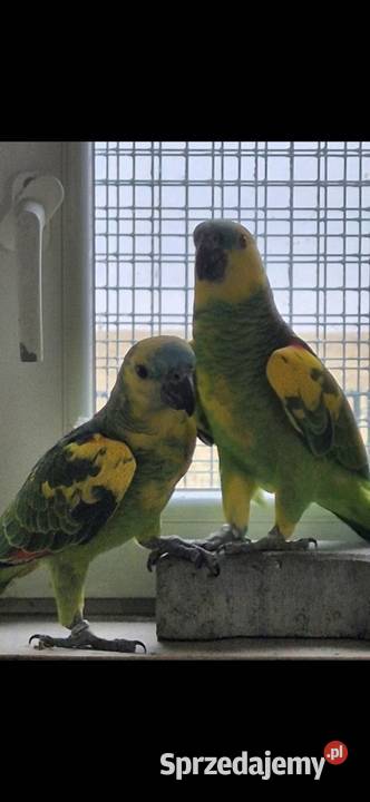 Papuga Amazonka Xanthopteryx Kęty