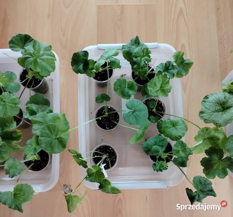 Sadzonki pelargonii kolekcjonerskie Balkonowe Koszalin sprzedam