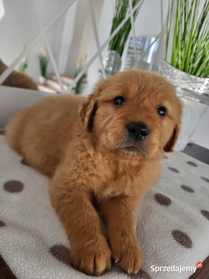 Chłopaki Golden retriever ciemno złote maluszki Poręba