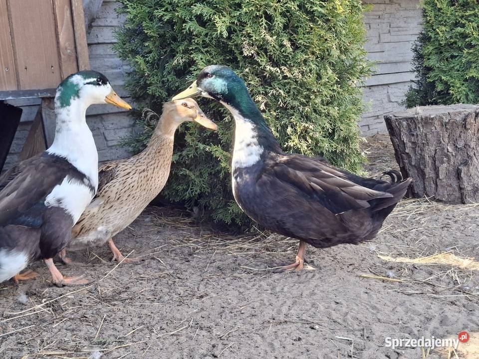 Kaczor biegusa dworki Łochów