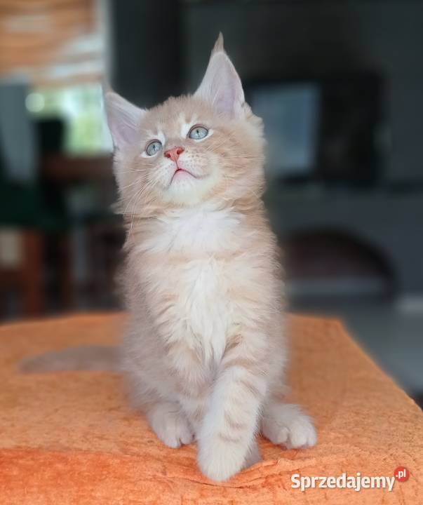 Maine Coon kocurek ds25 rodowód FPL Maine Coon Olkusz