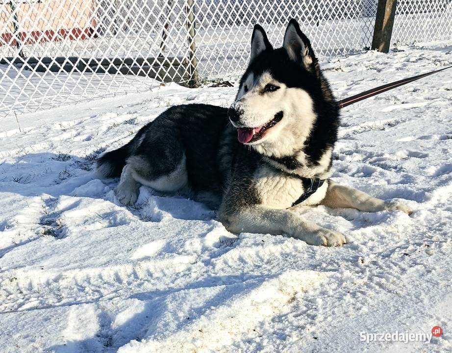 Zapowiedź miotu szczeniaczków Siberian husky z Krośniewice