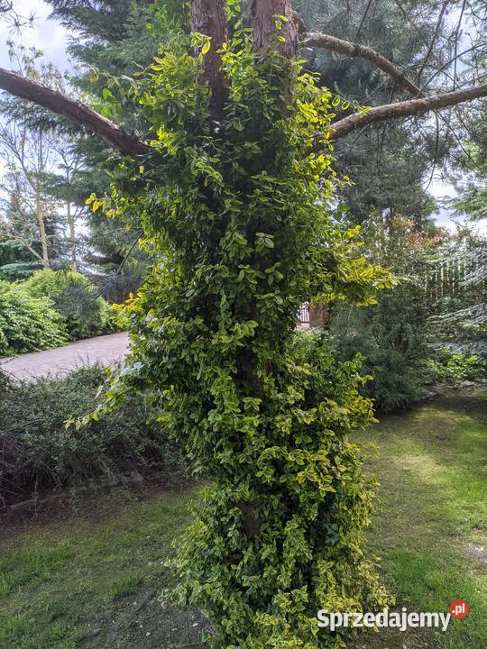 Trzmielina Emerald Gold pnąca sztobry Lublin