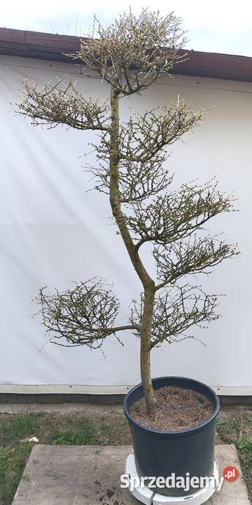 Bonsai Niwaki Modrzew Medynia Łańcucka