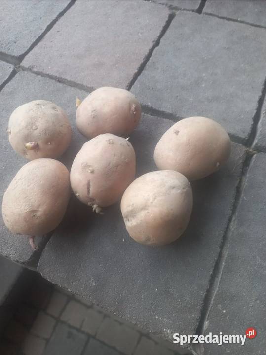 Ziemniaki sadzeniaki Bellarosa Pozostałe Zawadów sprzedam