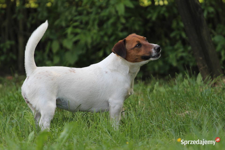 Piesek Jack Russell Terrier krótkowłosy Jack Russell Terrier Delastowice