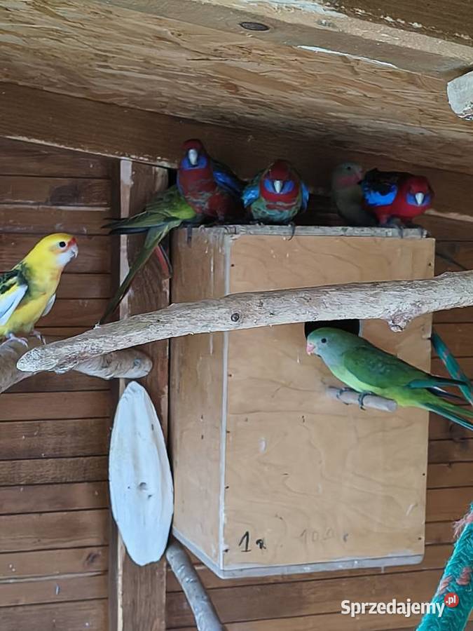 Rozelle królewskie i inne papugi Sobków sprzedam