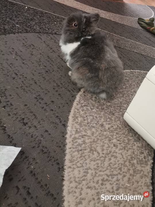 Sprzedam Królika Teddy Katowice